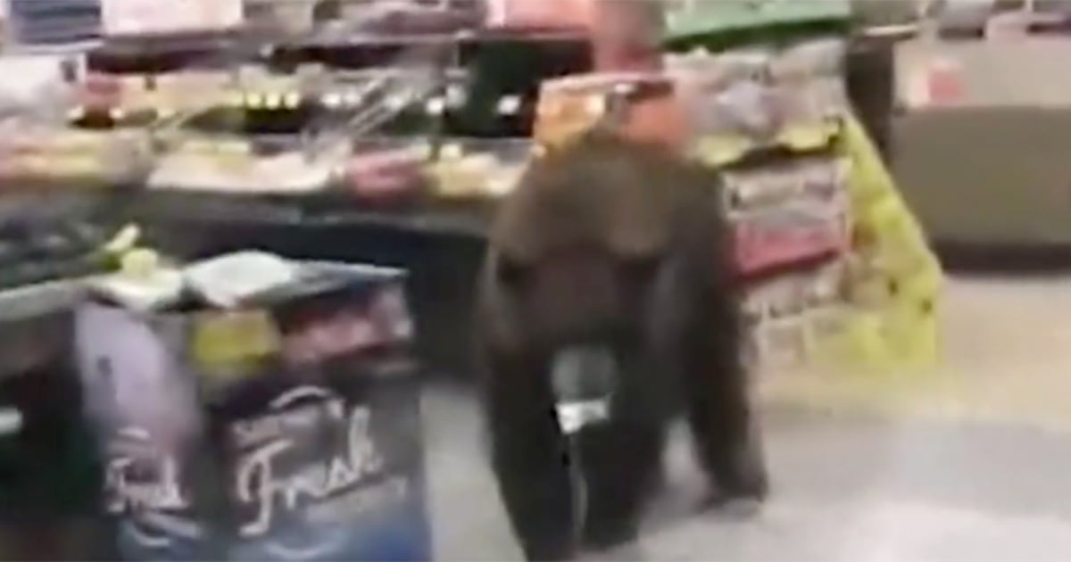 Giant bear seen wandering aisles of California grocery store