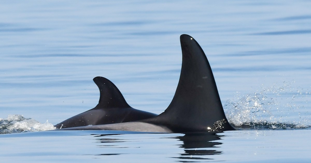 Tahlequah the orca is a mother again after famously mourning her dead calf