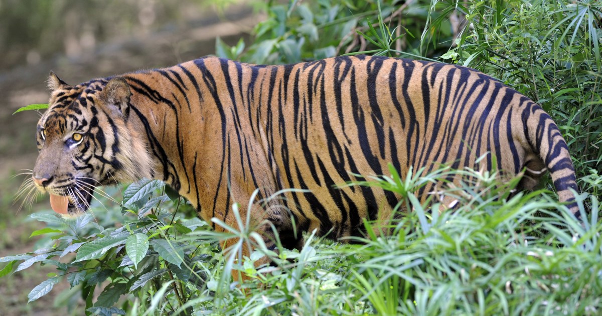tiger-sighting-near-knoxville-prompts-widespread-search-in-eastern-tennessee