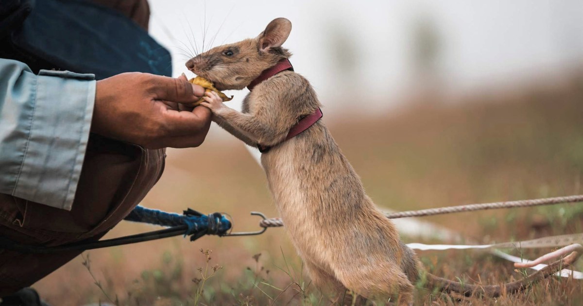 rat-awarded-prestigious-gold-medal-for-landmine-detection