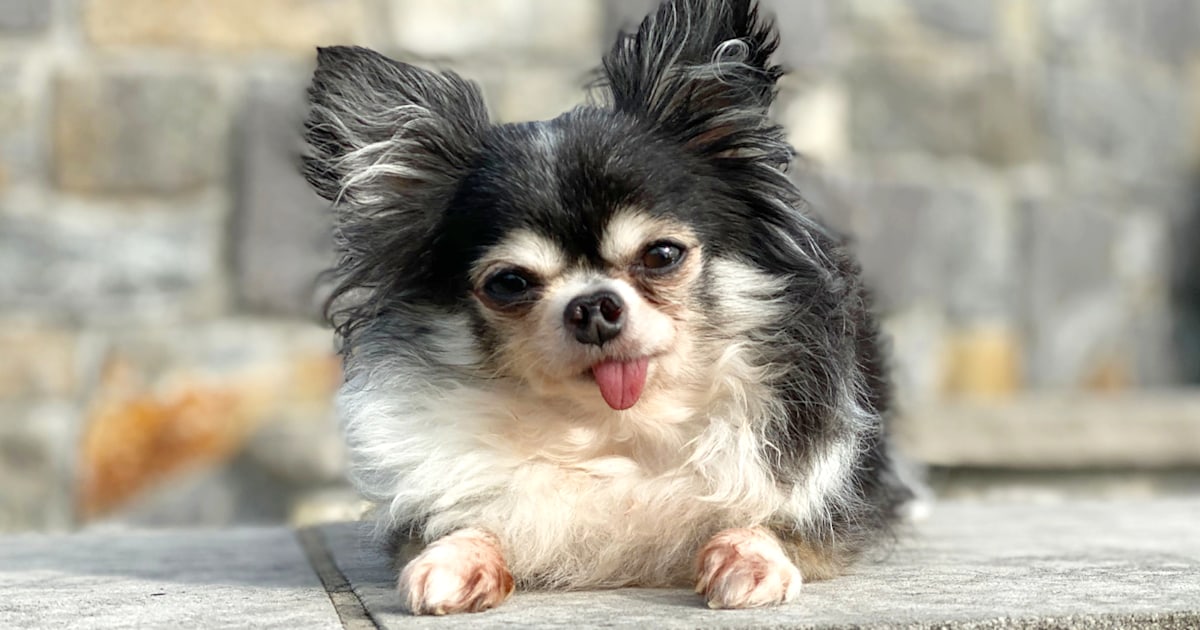 A 4-pound Chihuahua born with a cleft palate is the 2020 American Hero Dog