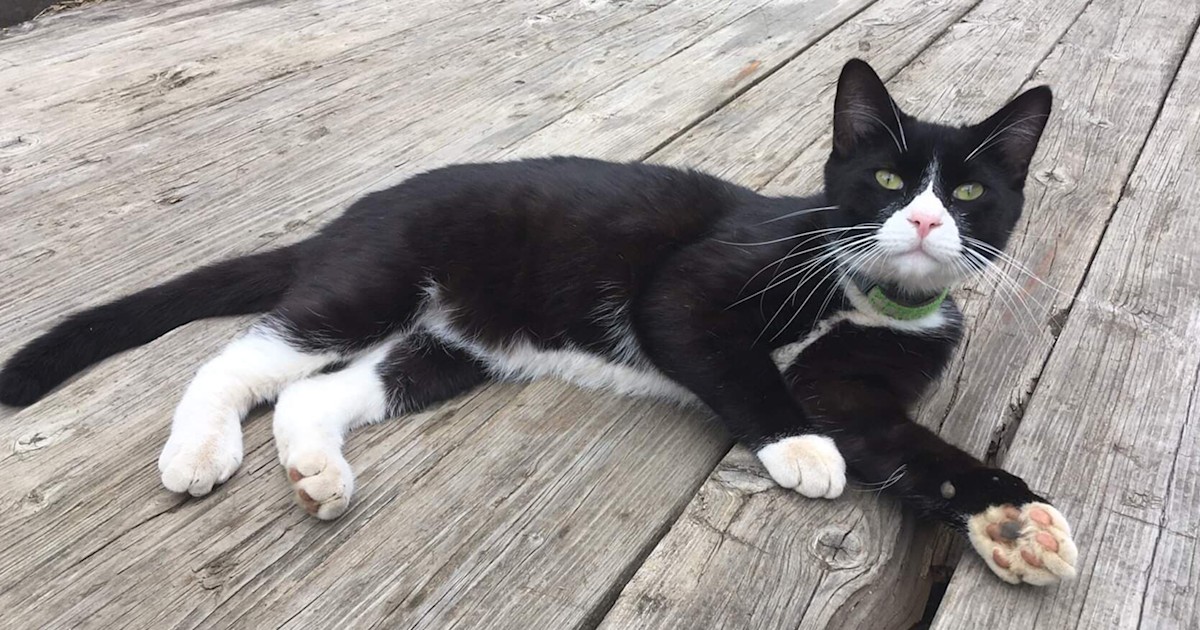 Lost cat turns up thousands of miles away in Alaska. Here's how he got home
