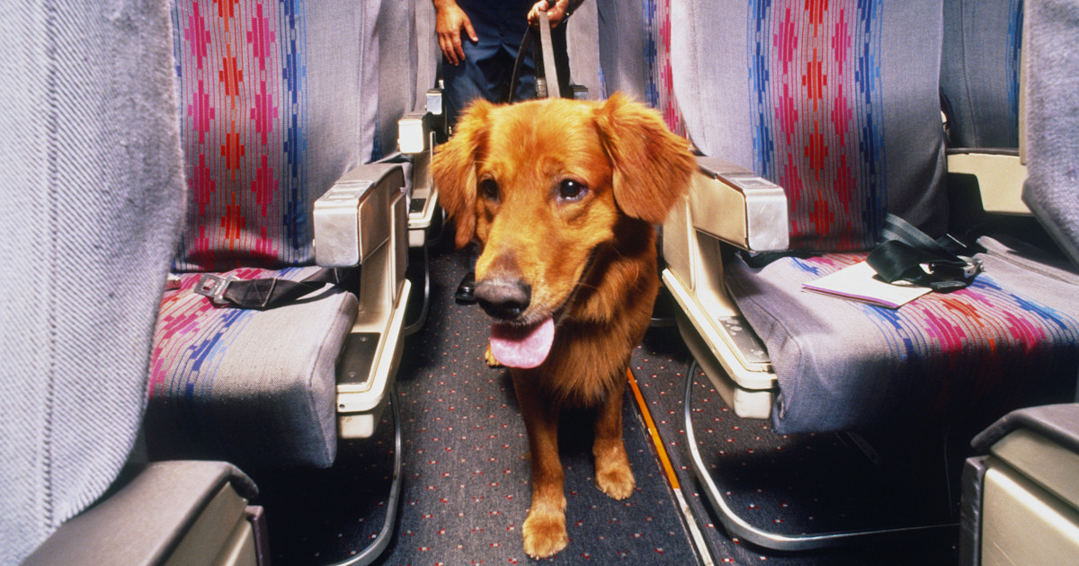 DOT rules emotional-support animals aren't service animals on flights