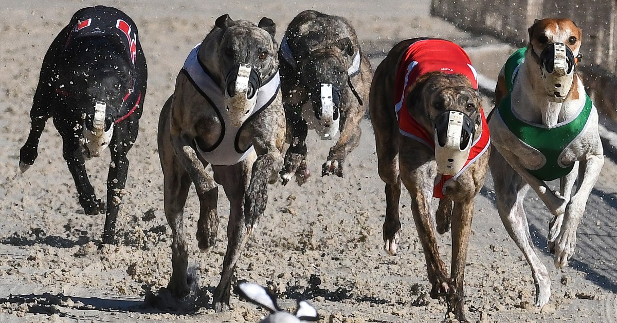 Dog days in Florida coming to an end, with the total disappearance of greyhound racing in the United States in sight