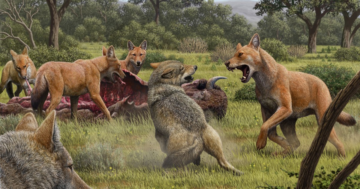 Prehistoric distressed wolves looked different from those in ‘Game of Thrones’, the study indicates