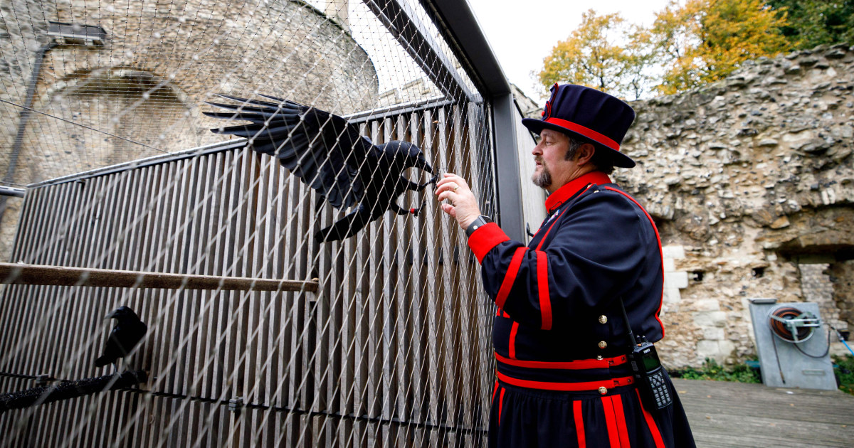 ‘Queen’ raven leaves Tower of London – will the kingdom crumble?