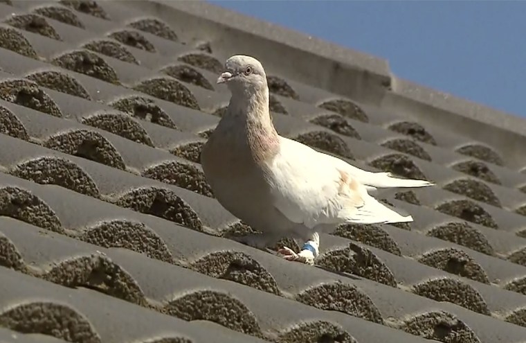 Australia to kill pigeon that traveled 8,000 miles from Oregon, U.S to Melbourne