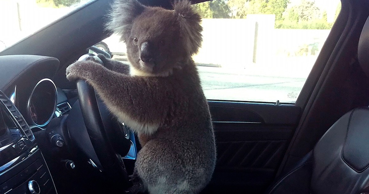 Is that koala driving? See the story behind the viral photo
