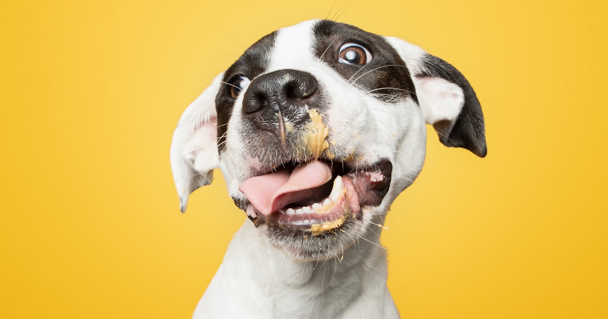 Photographer spreads joy with photos of rescue puppies licking peanut butter