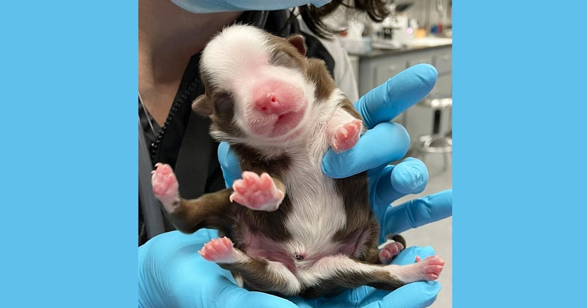 Meet Skipper, the 'miracle' puppy born with 6 legs and 2 tails