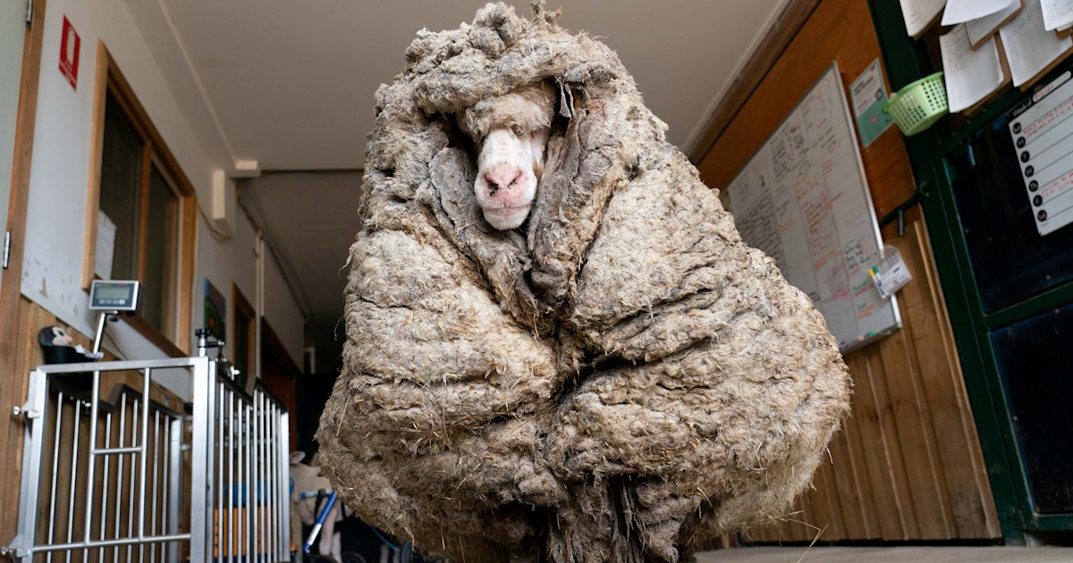 Wild sheep rescued in Australia shorn of 75 pounds of wool
