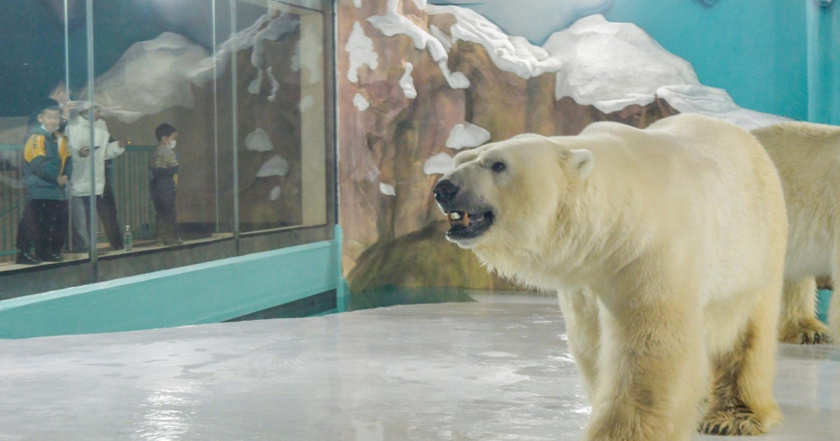 A hotel with a polar bear closure opens in China, criticized by animal rights groups