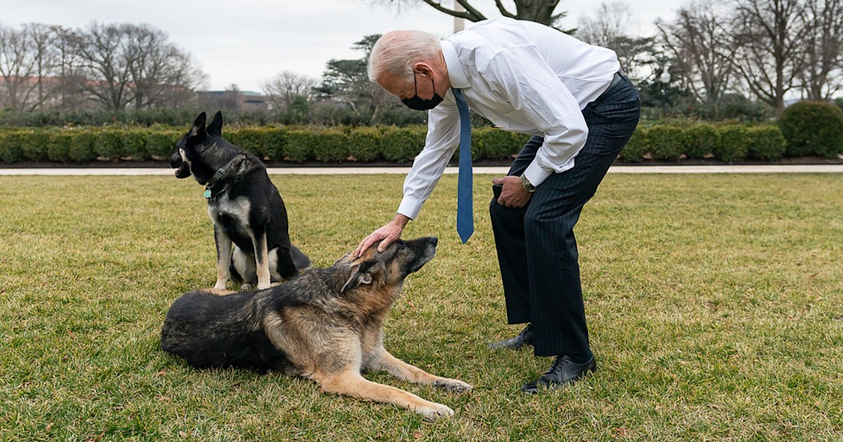 Joe Biden's dogs, Champ and Major, have returned to the White House