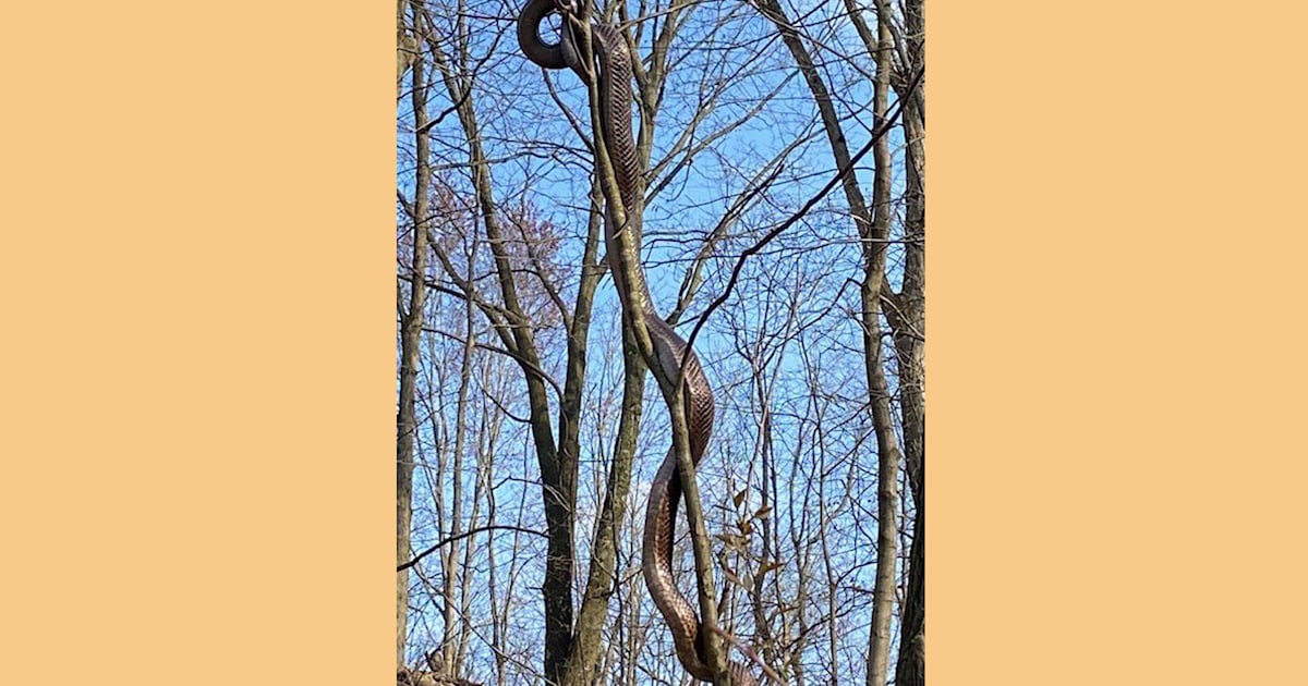 How would you react if you saw this long snake spotted in a Pittsburgh park?