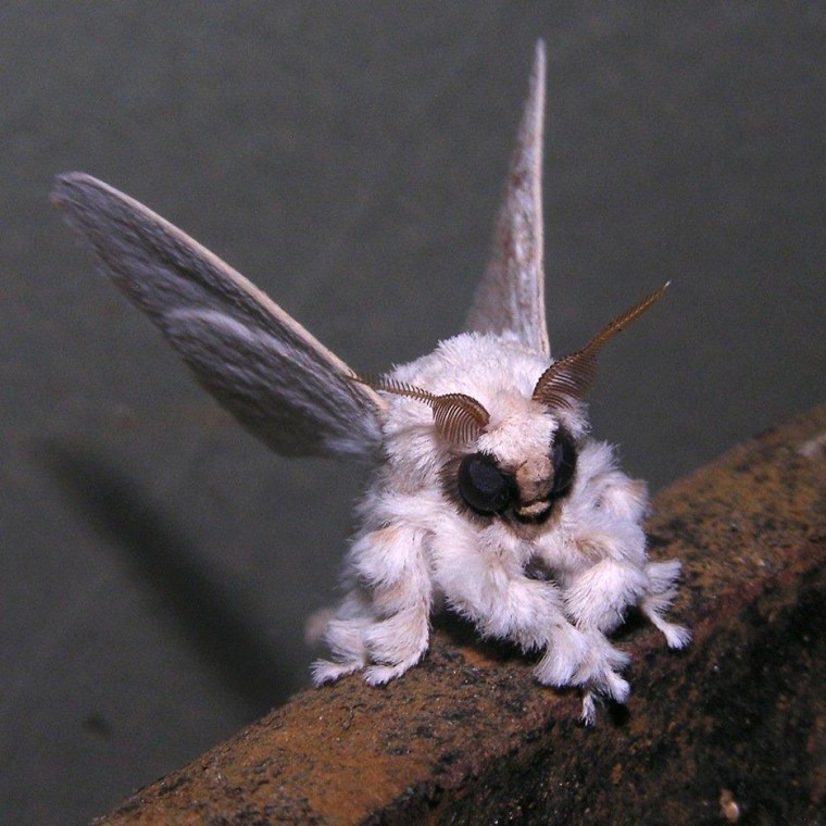 Venezuela poodle moth