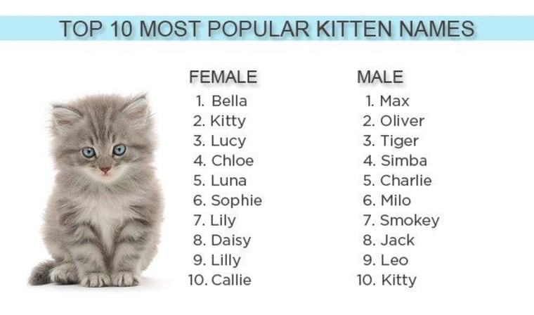 2012 S Most Popular Kitten Names Bella Max And Kitty