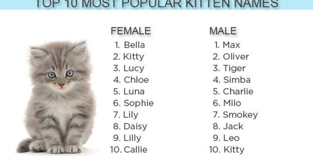 2012 S Most Popular Kitten Names Bella Max And Kitty