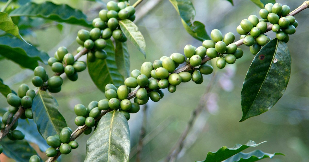 What does green coffee bean extract do for weight loss Green Coffee Bean Extract Diet Fat Burner Or Lame Buzz