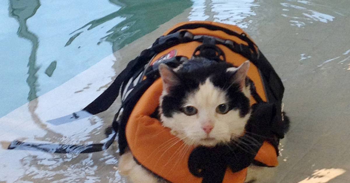 Cannonball! Fat cat goes swimming to shed pounds