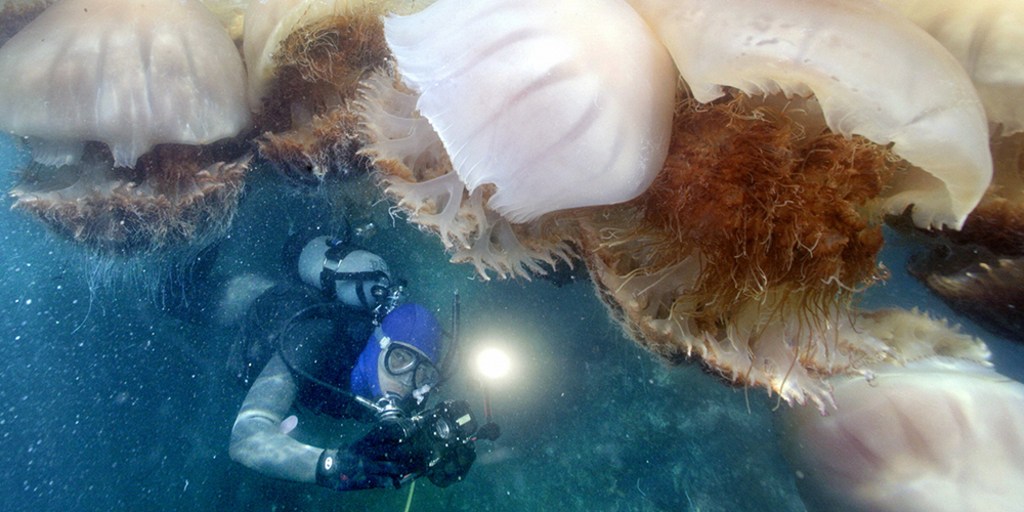 The jellyfish are coming! Experts tangle with exploding population