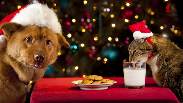 Pet safety: Holiday foods are off limits for your pet