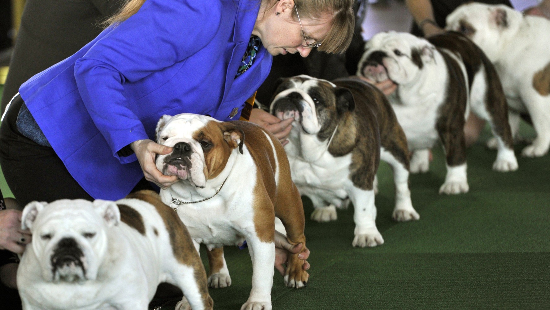 Precious jowls Bulldogs show gamut of emotions at dog
